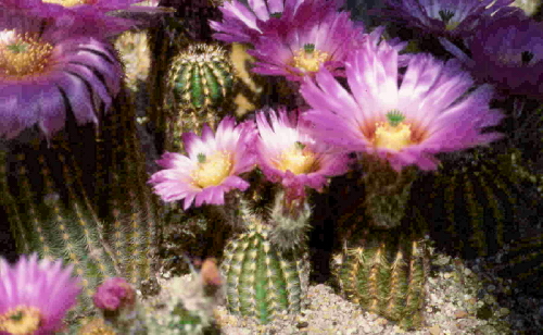 echinocereus reichenbachii